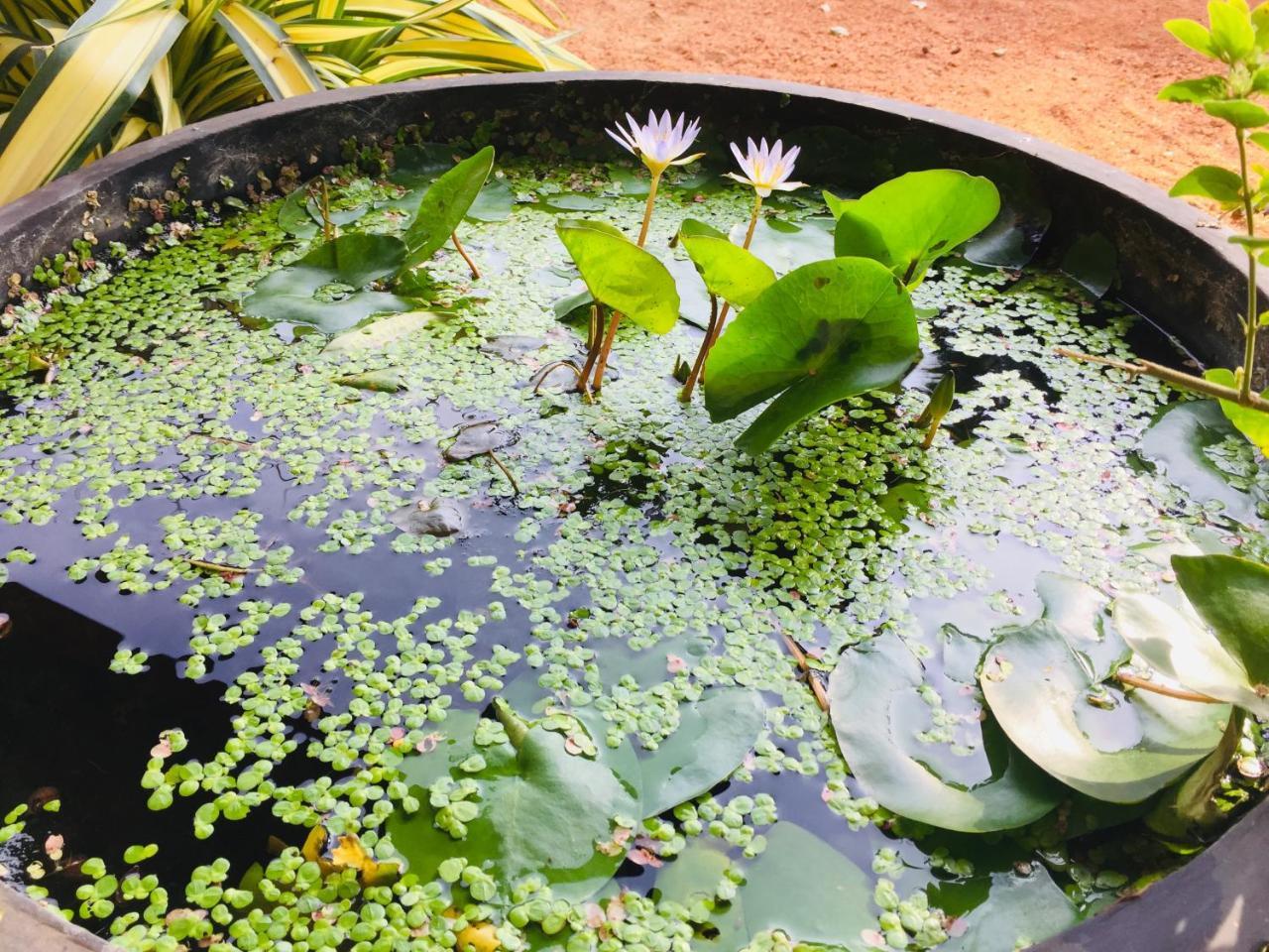 Sweet Home Tourist Rest, Cooking Classes & Tours Anuradhapura Eksteriør bilde