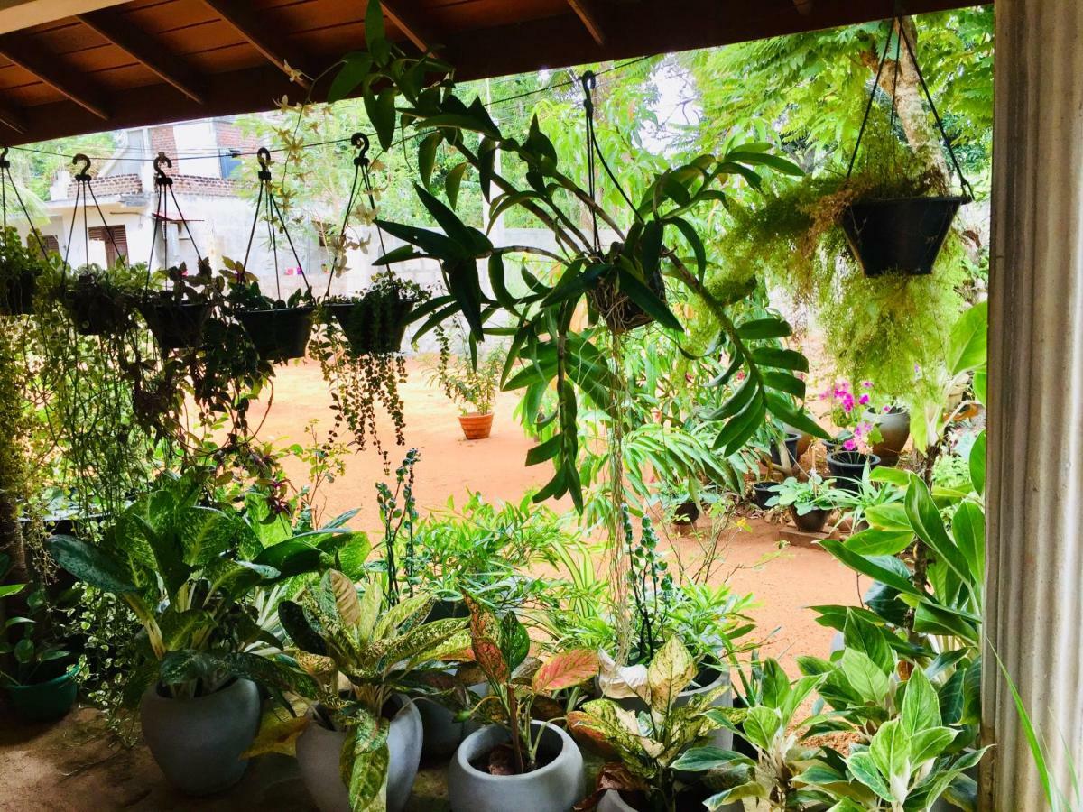 Sweet Home Tourist Rest, Cooking Classes & Tours Anuradhapura Eksteriør bilde